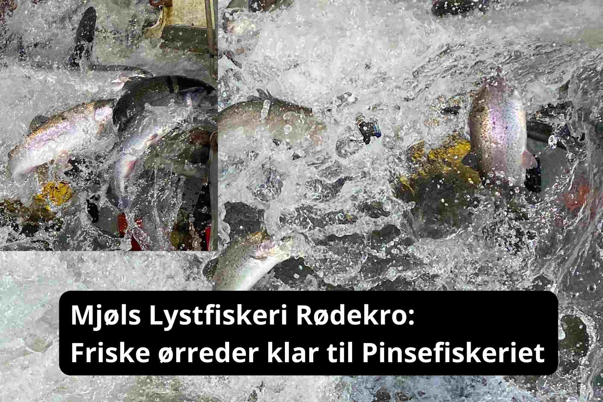 Mjøls Lystfiskeri Rødekro: – Vi har lige udsat friske regnbueørreder – klar til Pinsefiskeriet