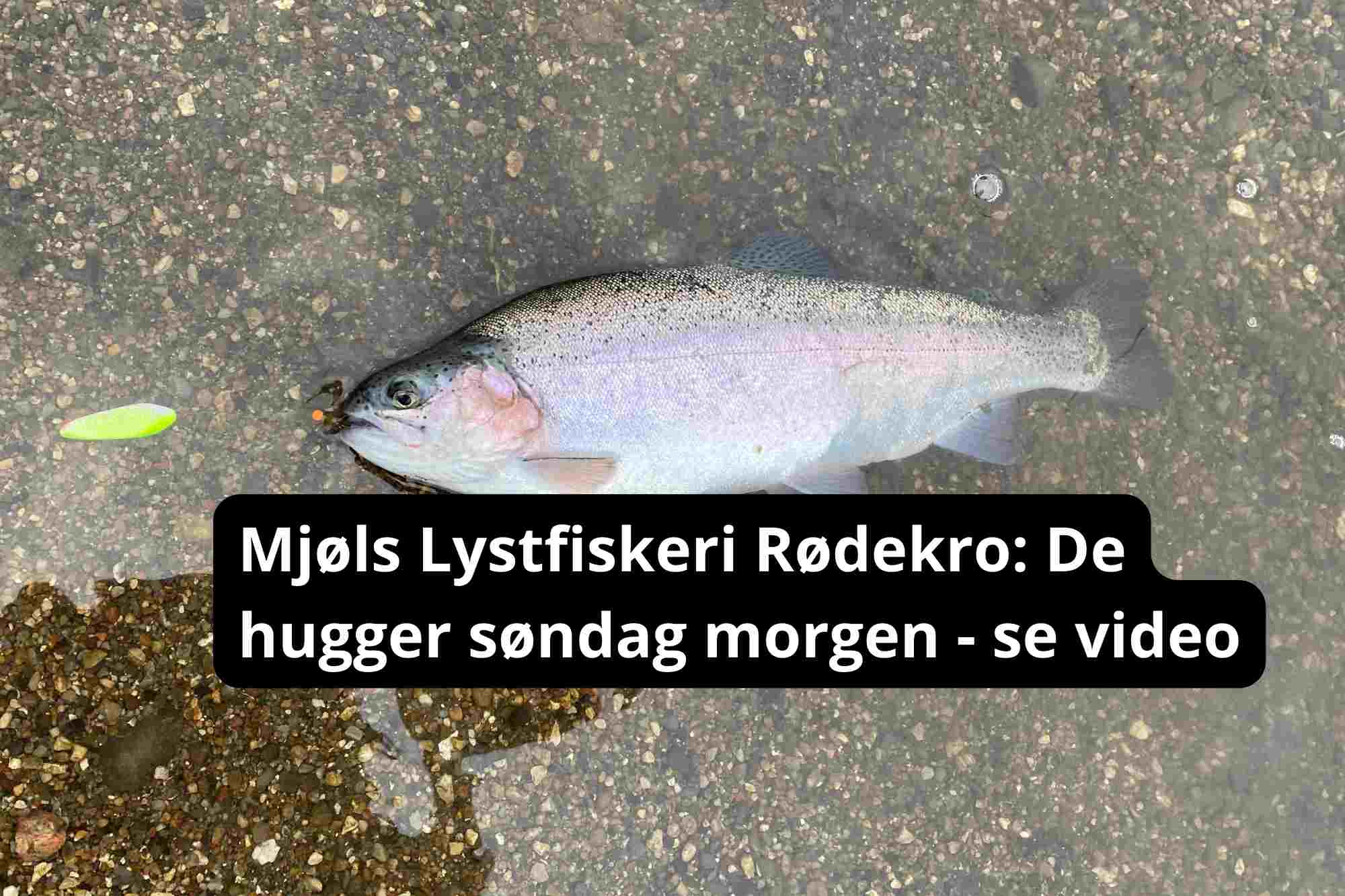 De hugger her til morgen i Mjøls Lystfiskeri Rødekro