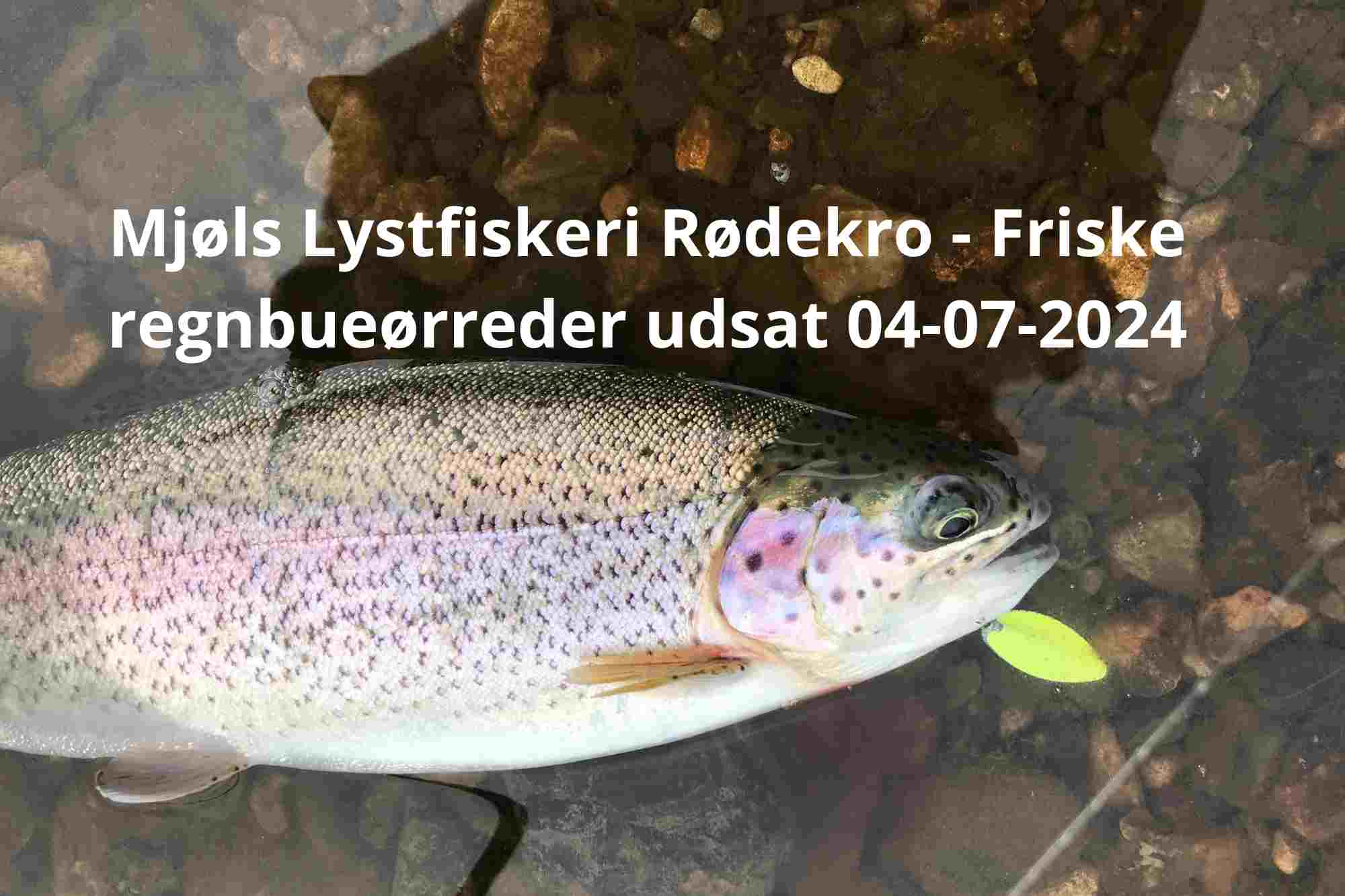 Mjøls Lystfiskeri Rødekro: – I dag, torsdag den 4. juli 2024 er der igen udsat friske regnbueørreder i SØ1