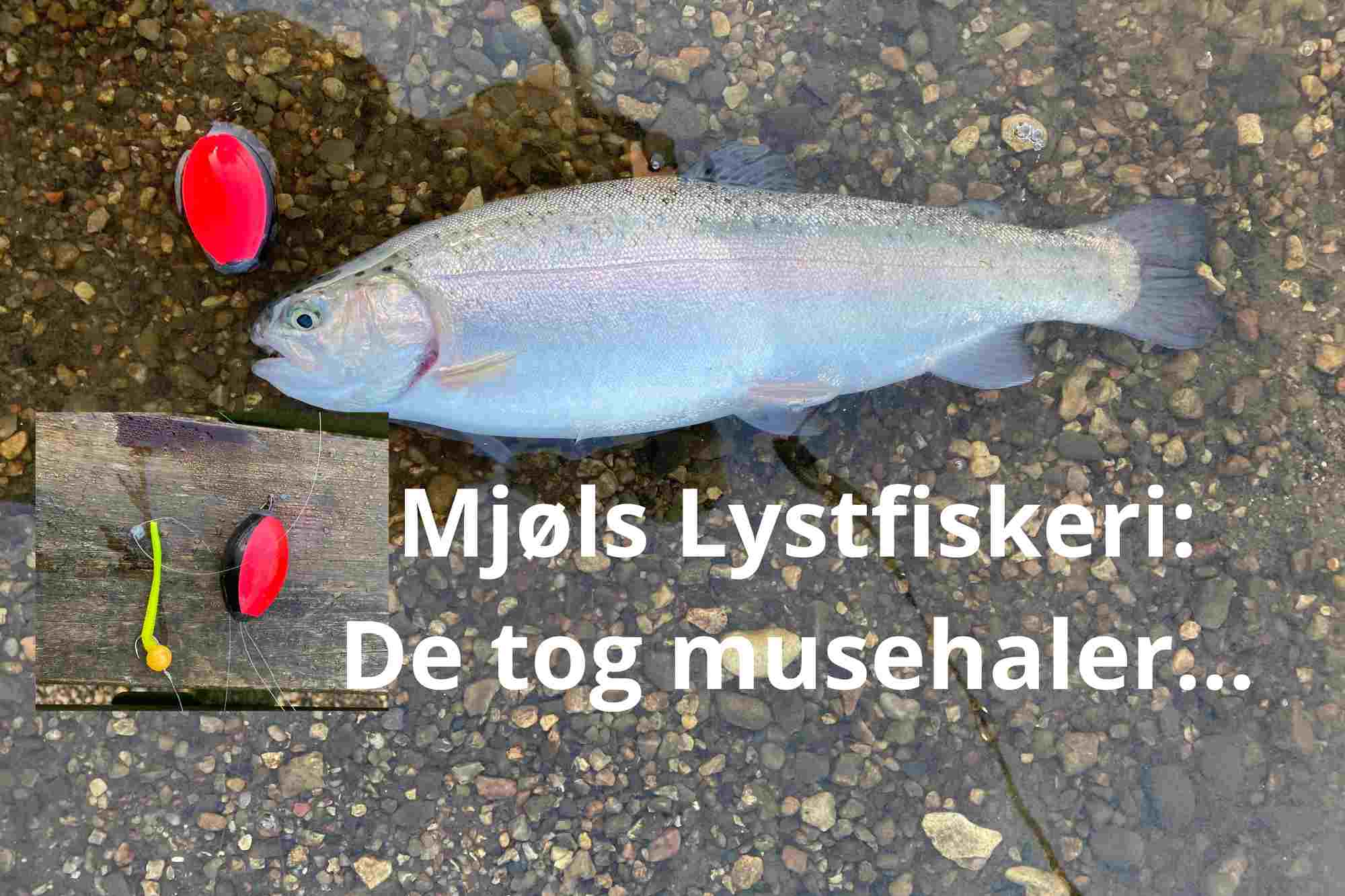 SE VIDEO: Mjøls Lystfiskeri – Tirsdag morgen tog de musehaler…