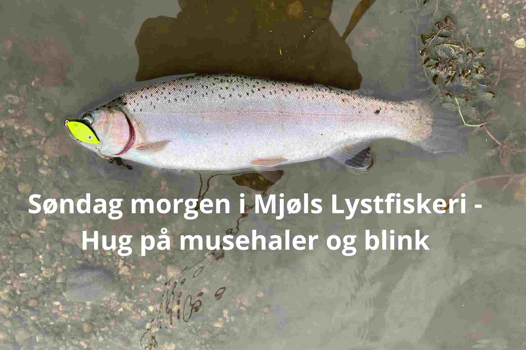 Søndag morgen: Hug i Mjøls Lystfiskeri på musehaler og pangfarvet blink – SE VIDEO