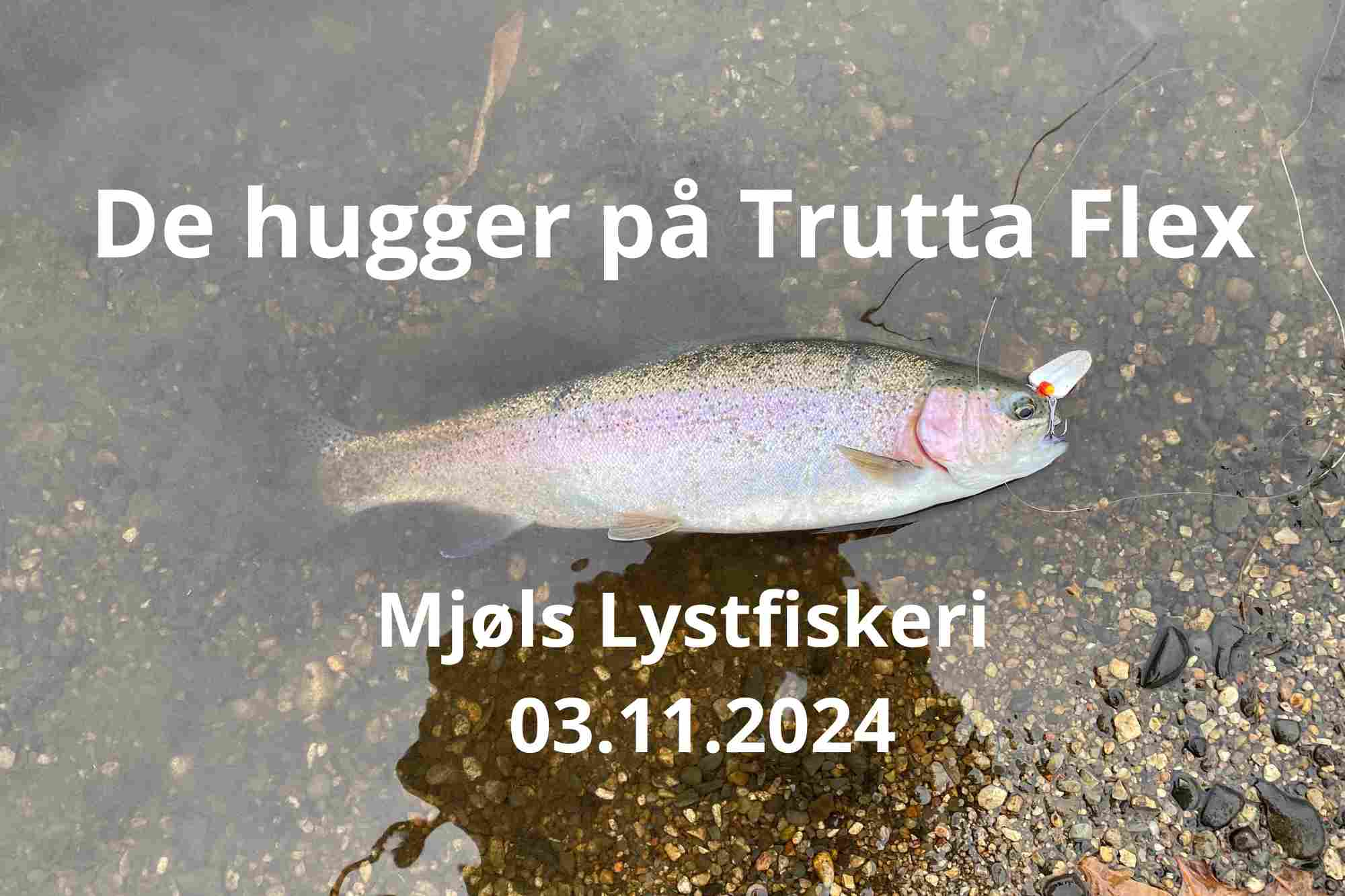 SE VIDEO – Mjøls Lystfiskeri – De hugger på Trutta Flex i pangfarver – igen