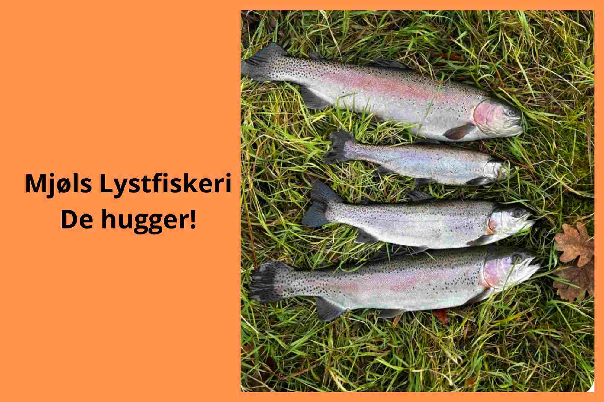 De hugger i Mjøls Lystfiskeri Rødekro