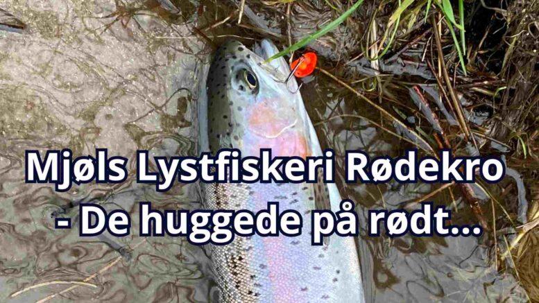 Mjøls Lystfiskeri Rødekro: – De hugger på den røde tilbuds-gennemløber i februar