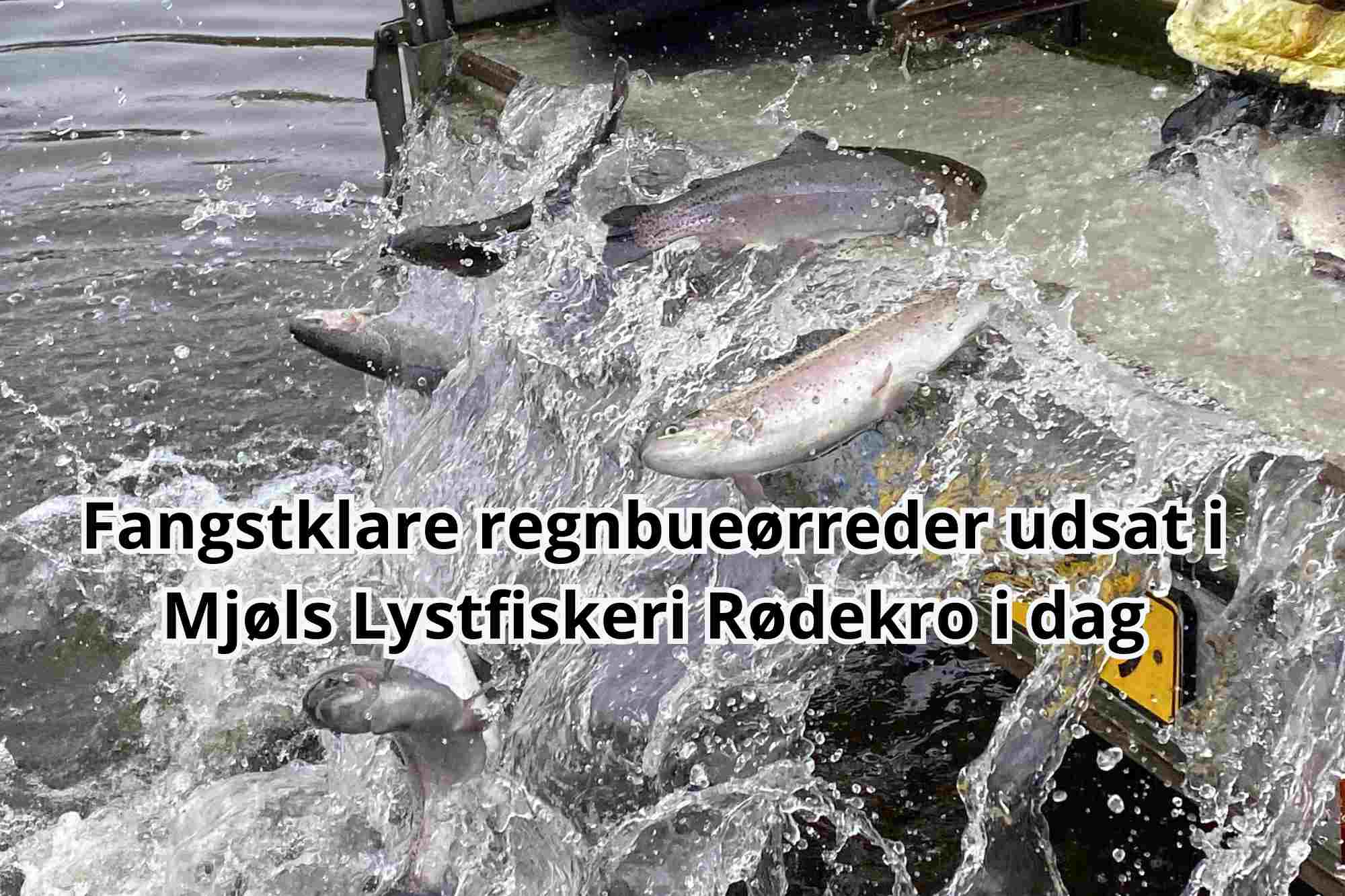 Mjøls Lystfiskeri Rødekro – Friske regnbueørreder udsat i SØ1 i dag – SE VIDEO