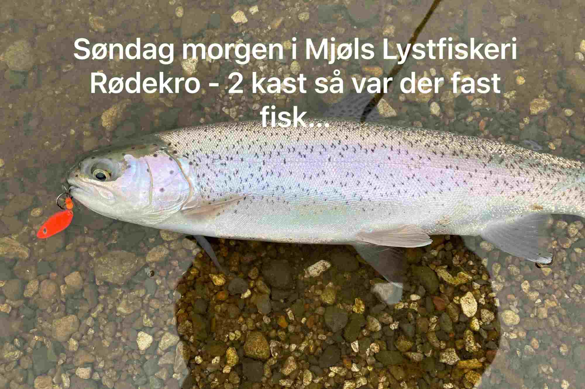 Mjøls Lystfiskeri – Søndag formiddag – 2 kast – fast fisk på gennemløber