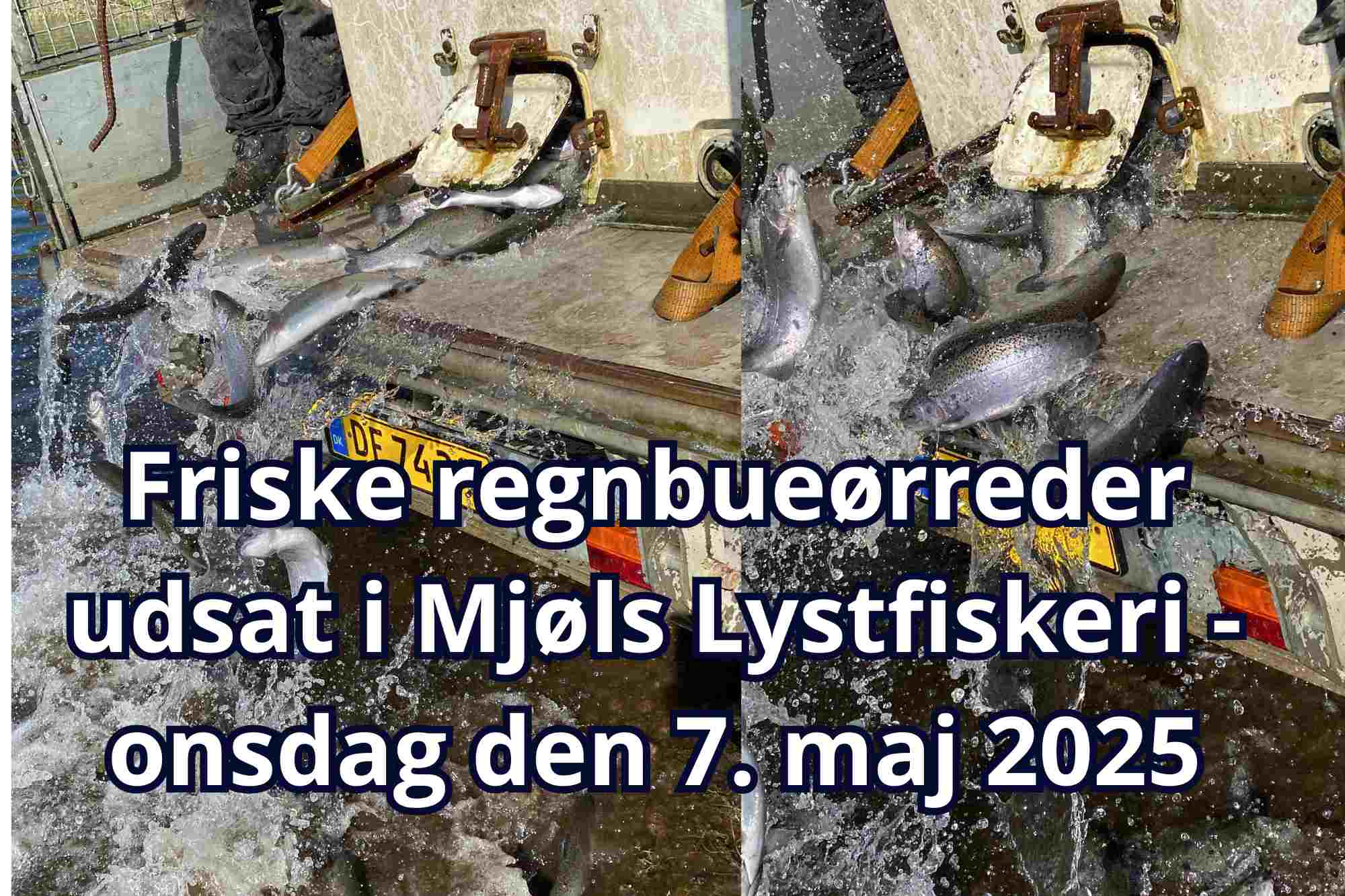 SE VIDEO – Friske regnbueørreder udsat i Mjøls Lystfiskeri Rødekro i dag – 7. maj 2025 SE VIDEO – Friske regnbueørreder udsat i Mjøls Lystfiskeri Rødekro i dag – 7. maj 2025