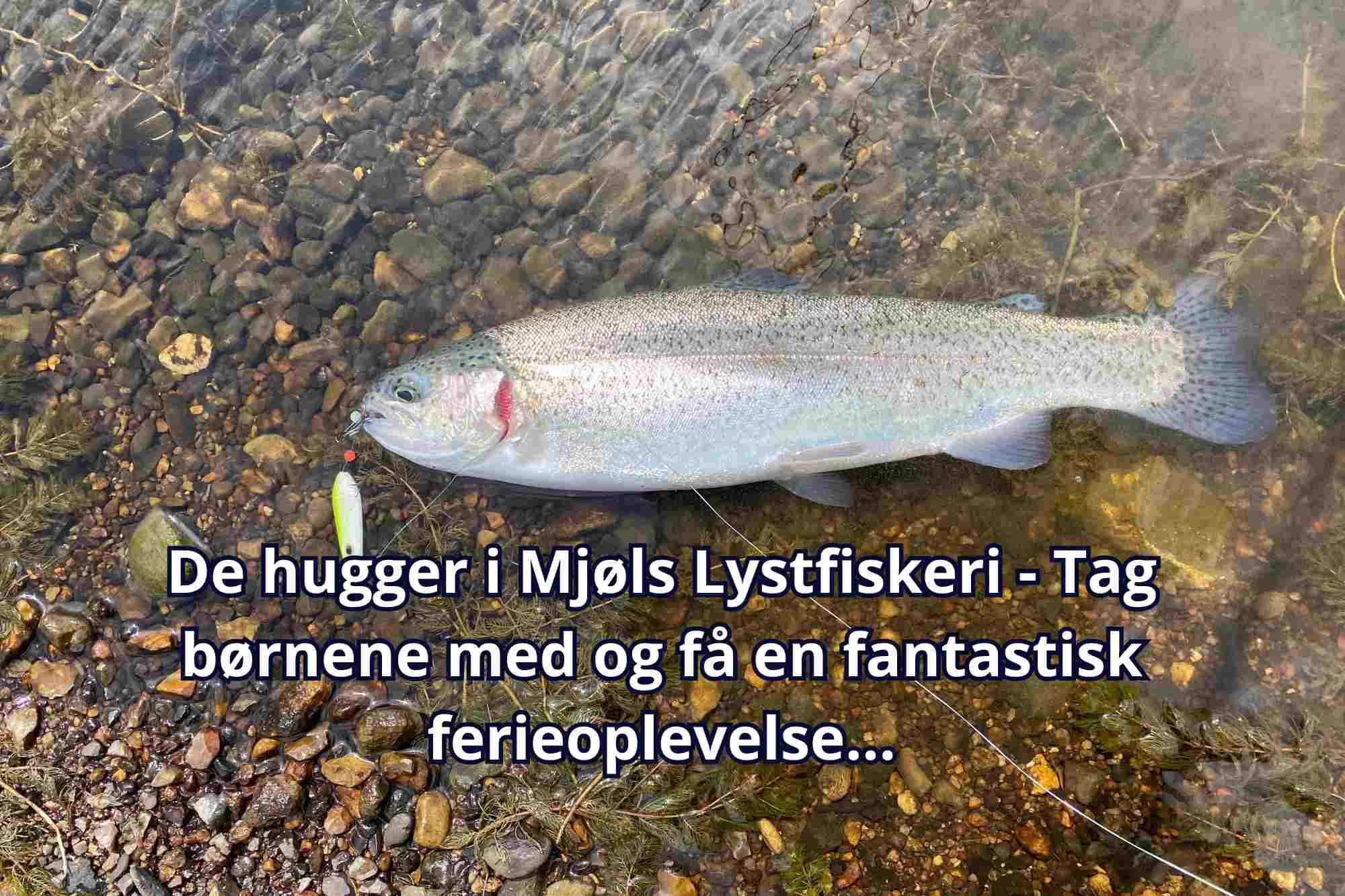 Sommerferie? Tag ud og få hug på krogen i Mjøls Lystfiskeri Rødekro – åbent hver dag fra solopgang til solnedgang Sommerferie? Tag ud og få hug på krogen i Mjøls Lystfiskeri Rødekro – åbent hver dag fra solopgang til solnedgang