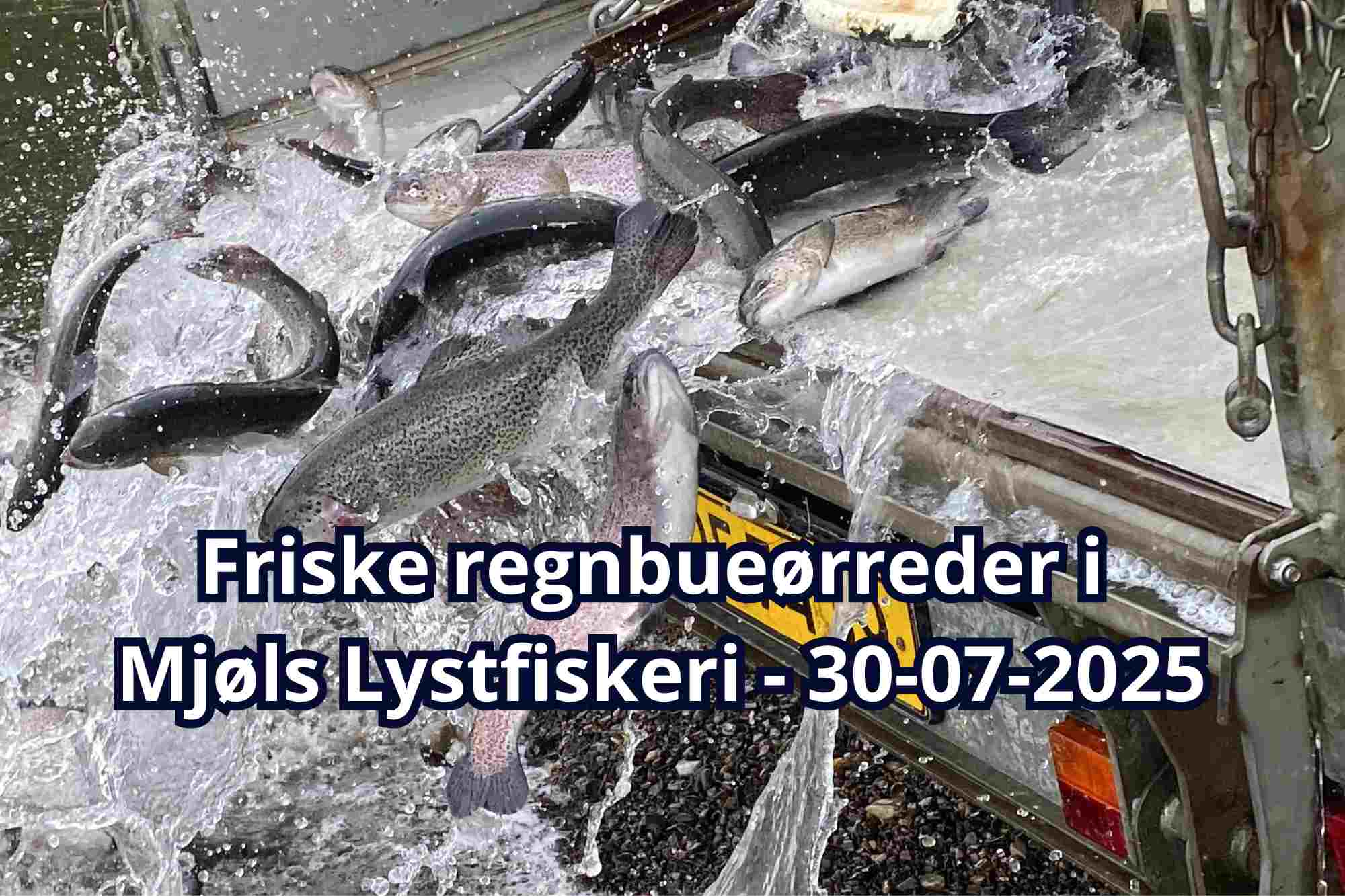 SE VIDEO: Friske regnbueørreder udsat i Mjøls Lystfiskeri 30-07-2025 SE VIDEO: Friske regnbueørreder udsat i Mjøls Lystfiskeri 30-07-2025