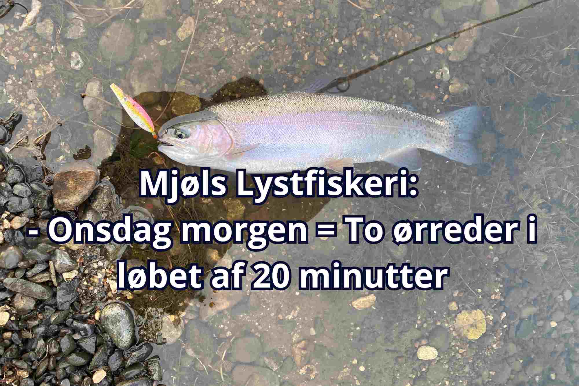 SE VIDEO – Onsdag morgen – to ørreder i løbet af 20 minutter i Mjøls Lystfiskeri