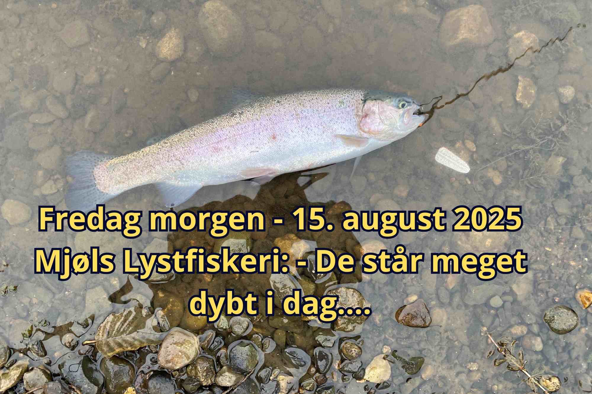 Mjøls Lystfiskeri – SØ1 – Fredag morgen den 15. august 2025
