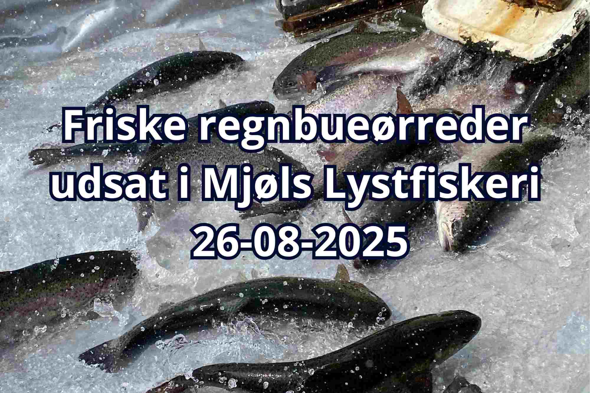 Mjøls Lystfiskeri – Friske regnbueørreder udsat i dag 26-08-2025