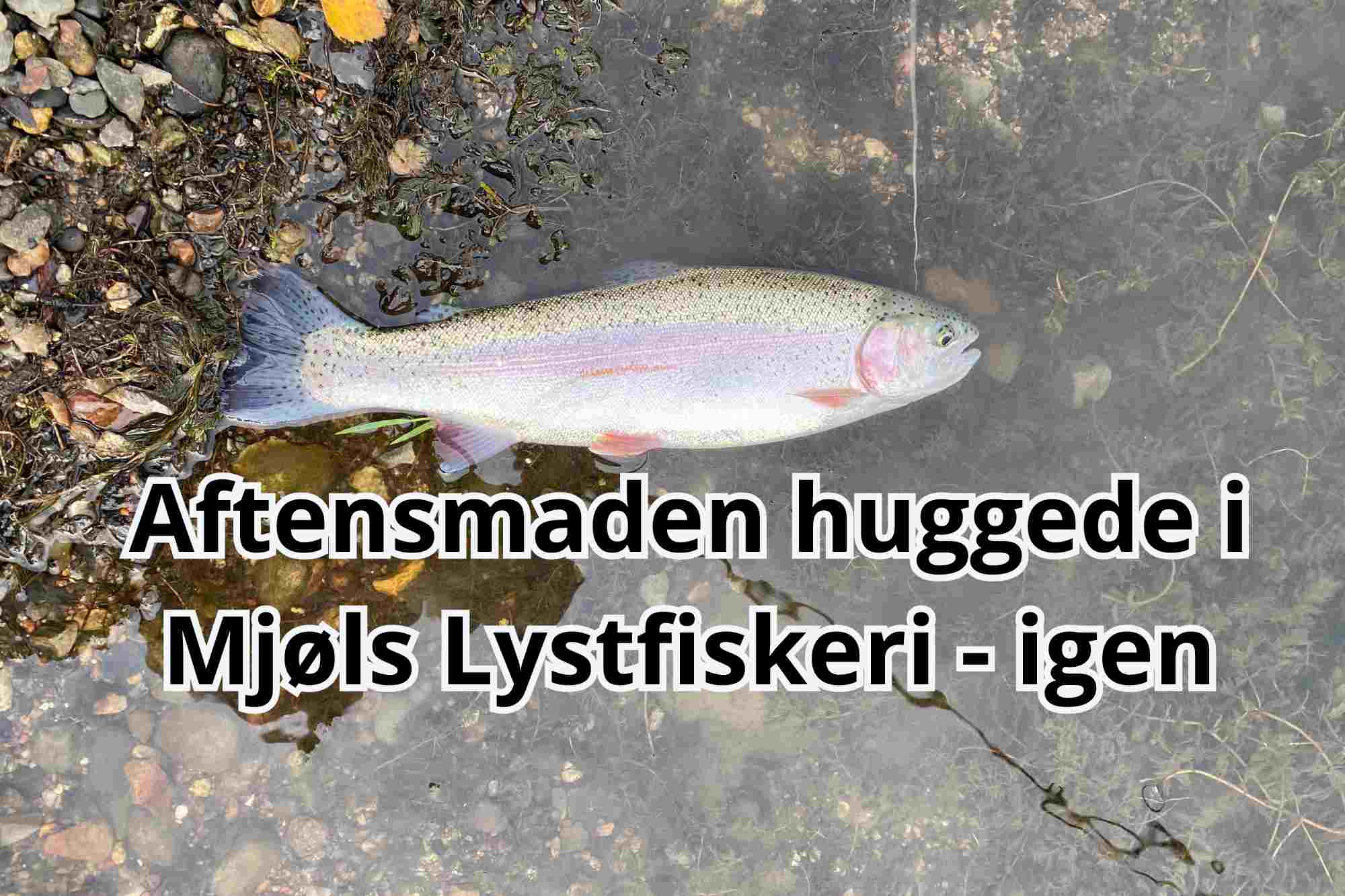 Aftensmaden huggede søndag aften i Mjøls Lystfiskeri – PowerBait og Bombarda
