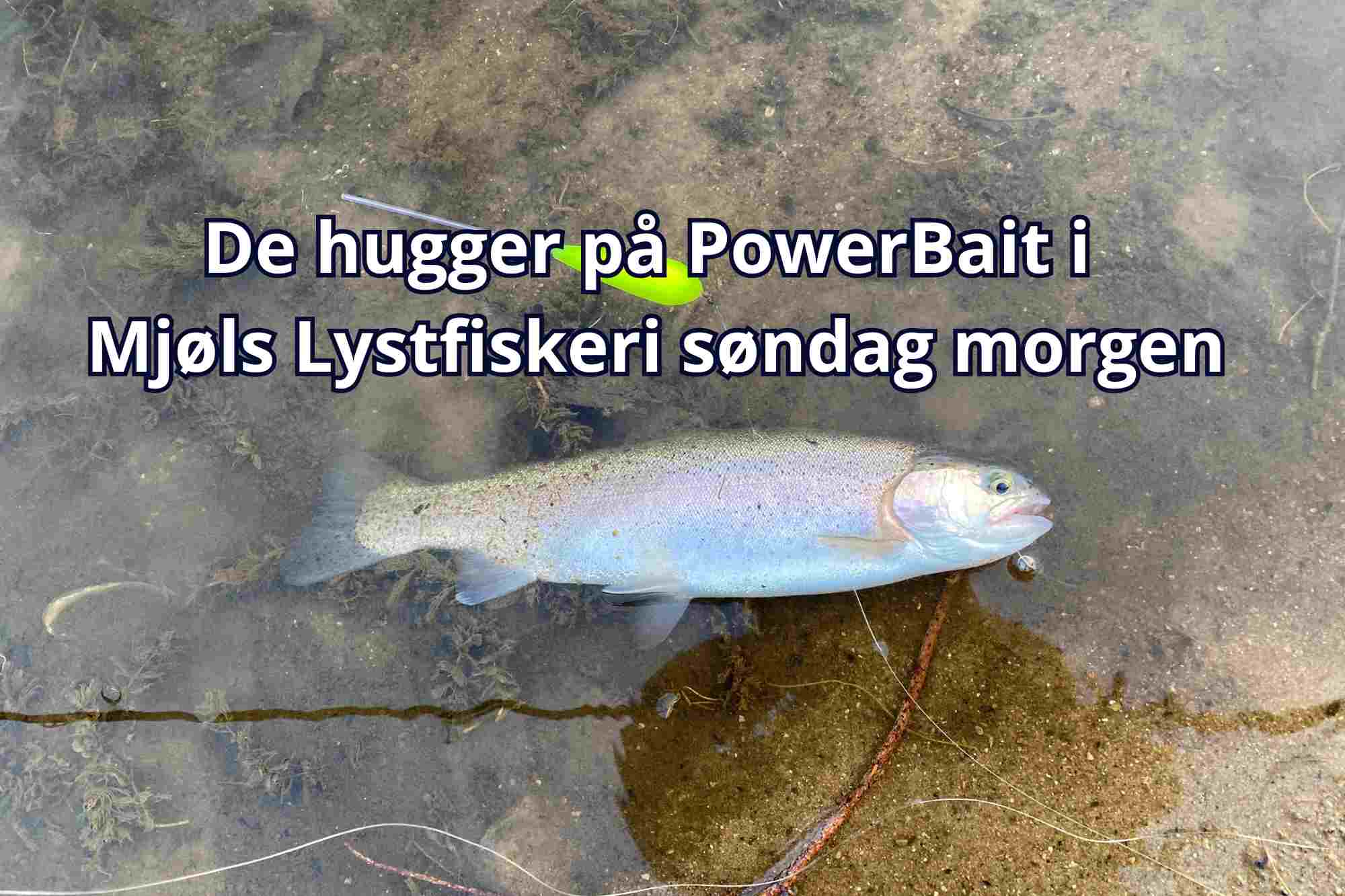 Se video: Søndag morgen huggede de igen på PowerBait – Sunshine Yellow m/hvidløg
