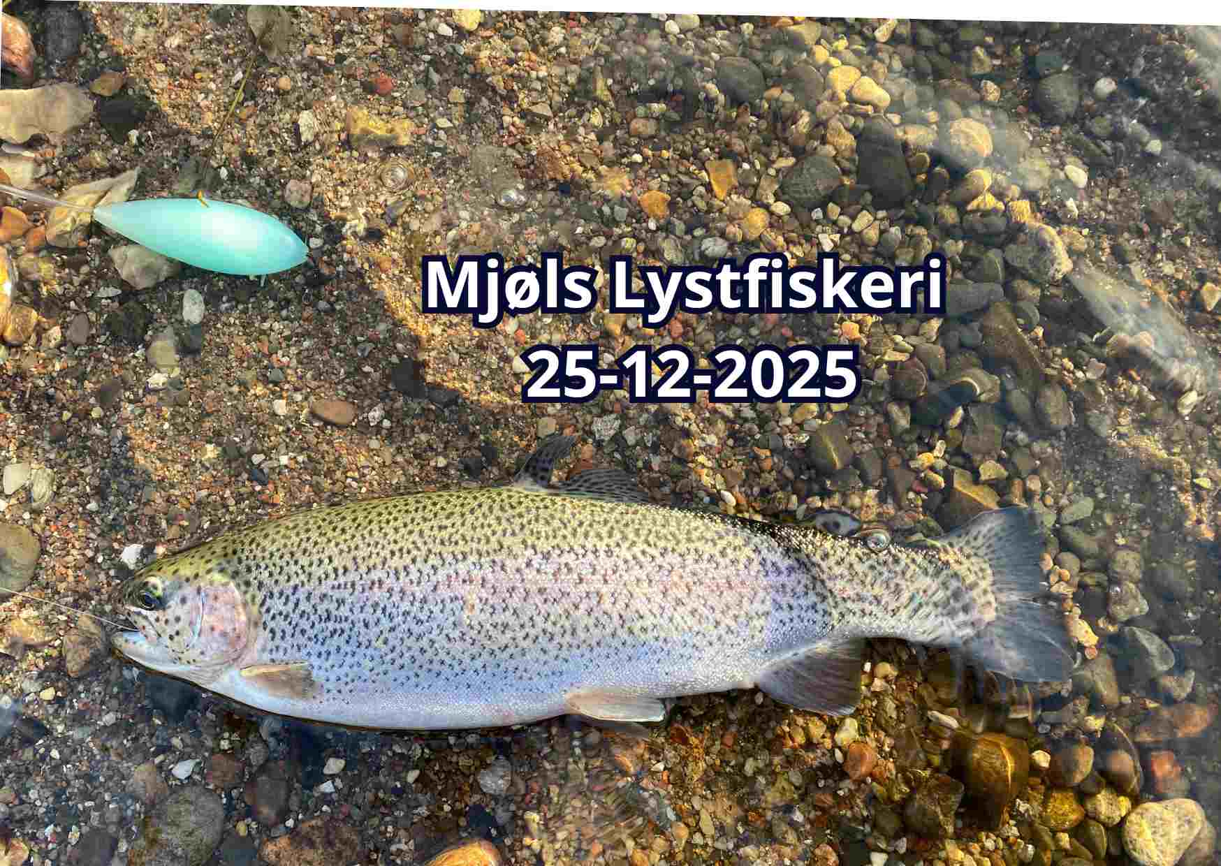 Mjøls Lystfiskeri Juledag 2025 – med PowerBait tog det bare 5 minutter – se videoklip Mjøls Lystfiskeri Juledag 2025 – med PowerBait tog det bare 5 minutter – se videoklip