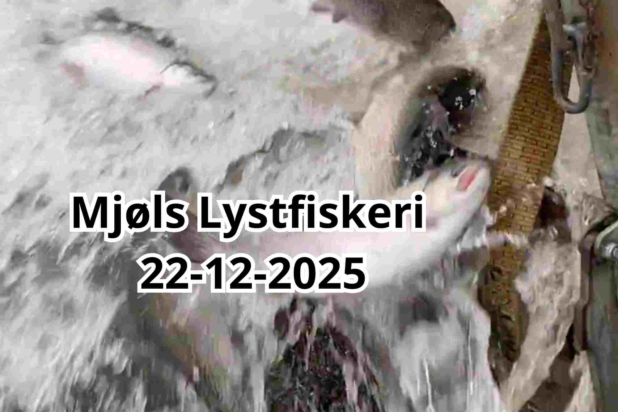 Mjøls Lystfiskeri – Friske regnbueørreder udsat i dag 22-12-2025