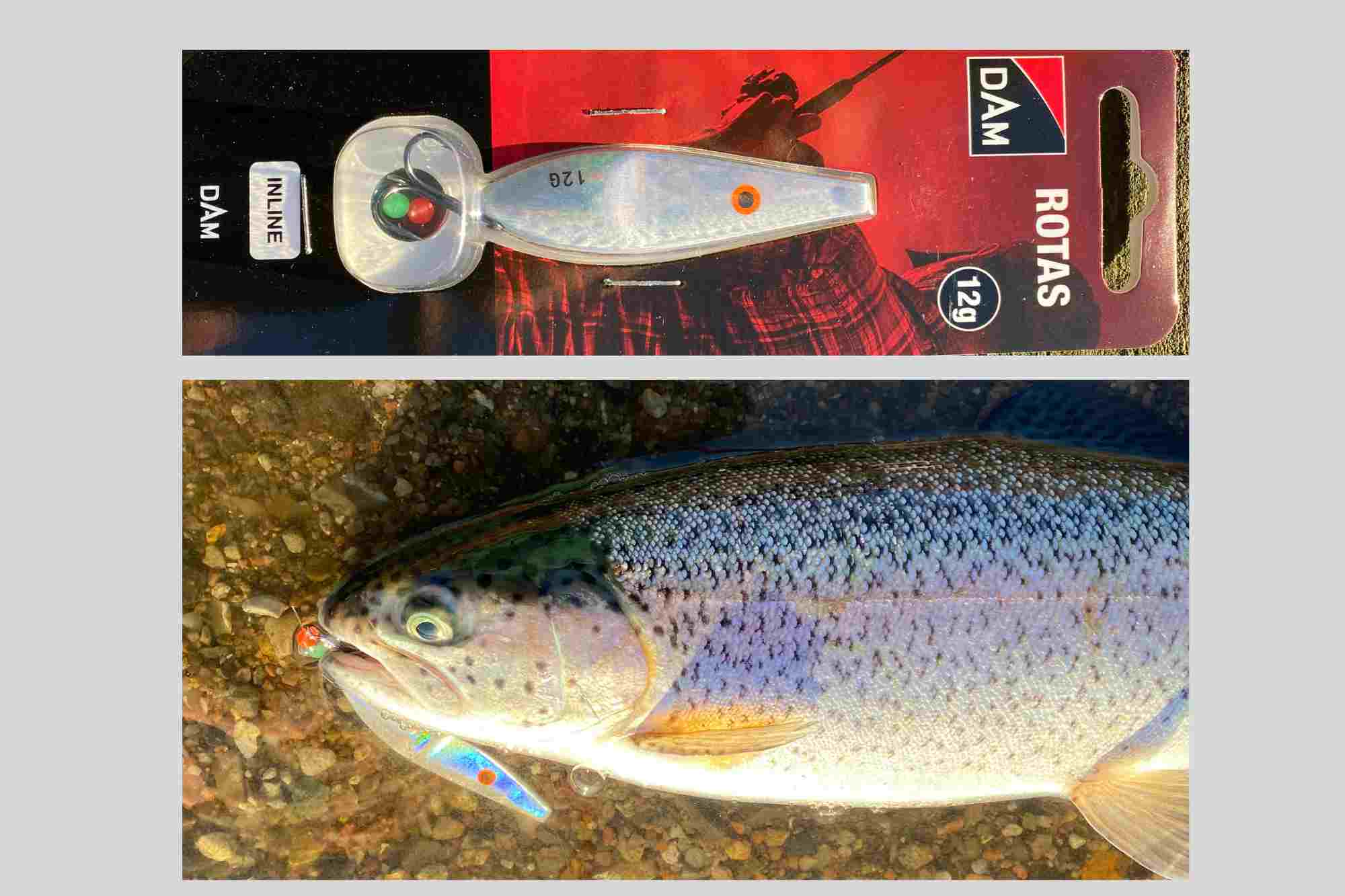 Mjøls Lystfiskeri Rødekro – De hugger vildt på tilbuds-gennemløberen Rotas fra DAM 12 gram