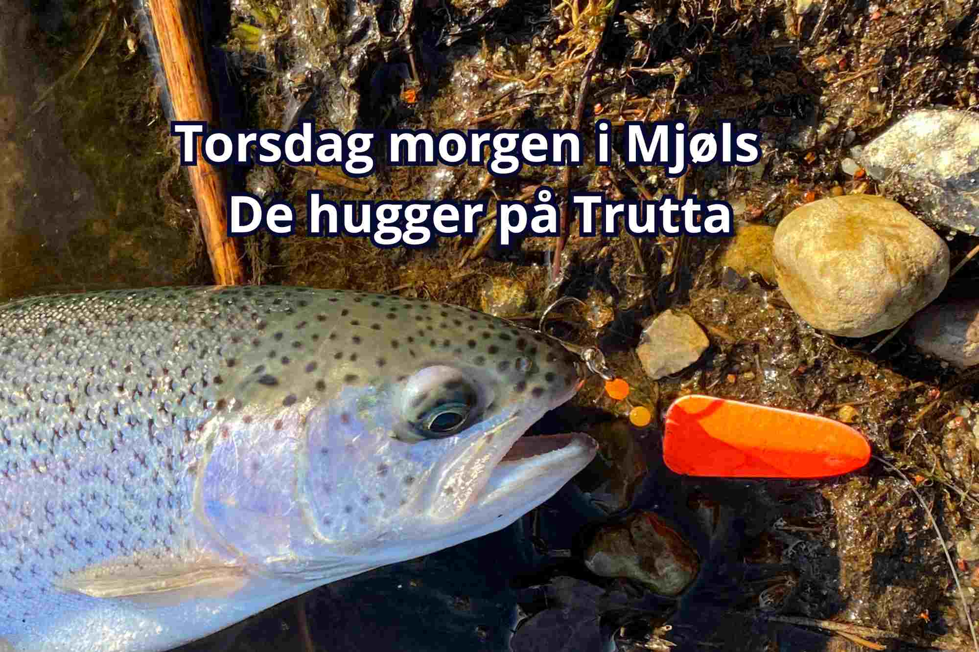 De huggede på Trutta gennemløber torsdag morgen i Mjøls Lystfiskeri De huggede på Trutta gennemløber torsdag morgen i Mjøls Lystfiskeri