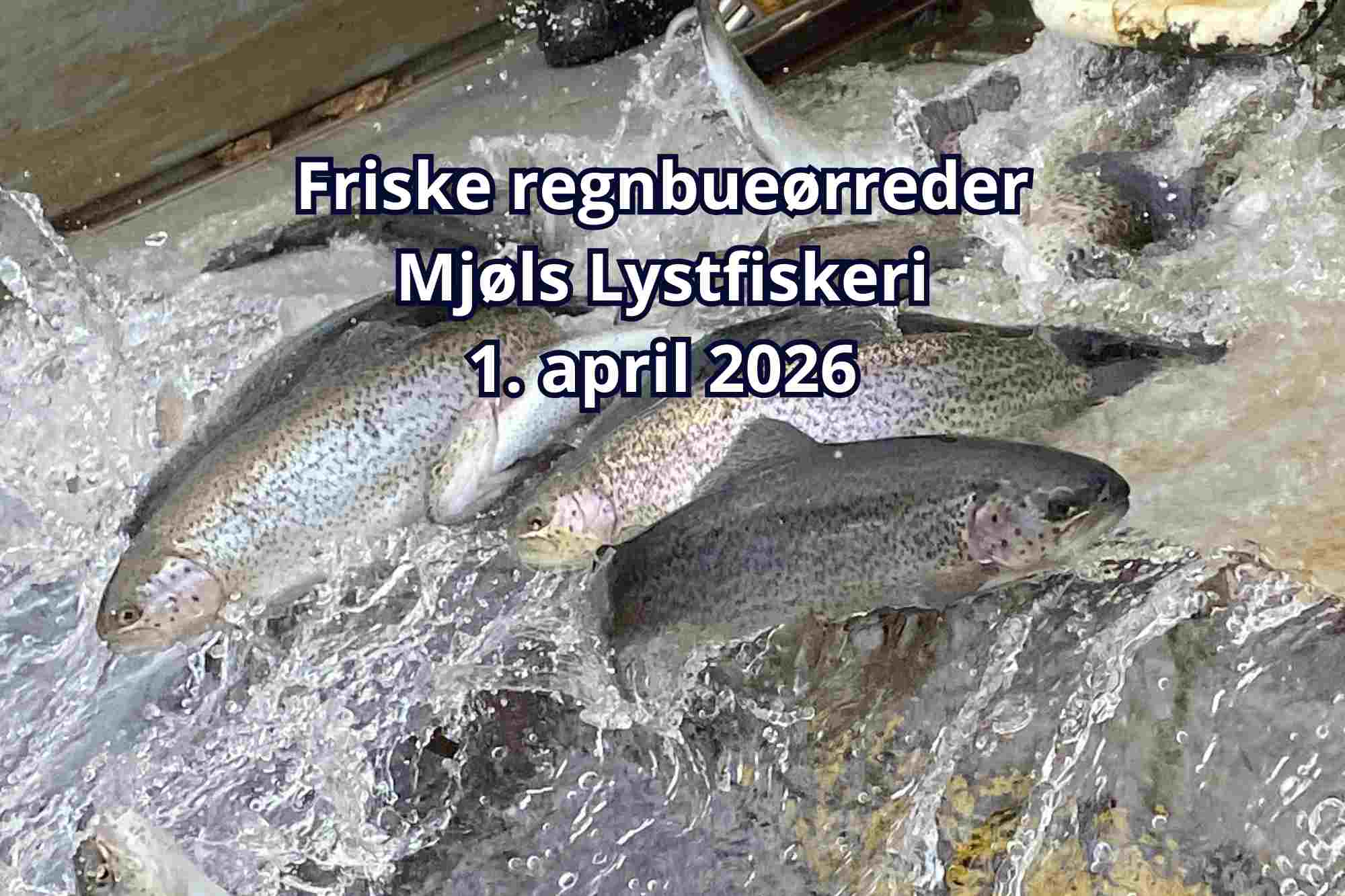 Tag ud i Mjøls Lystfiskeri i Påsken og fang aftensmaden – friske ørreder udsat i dag