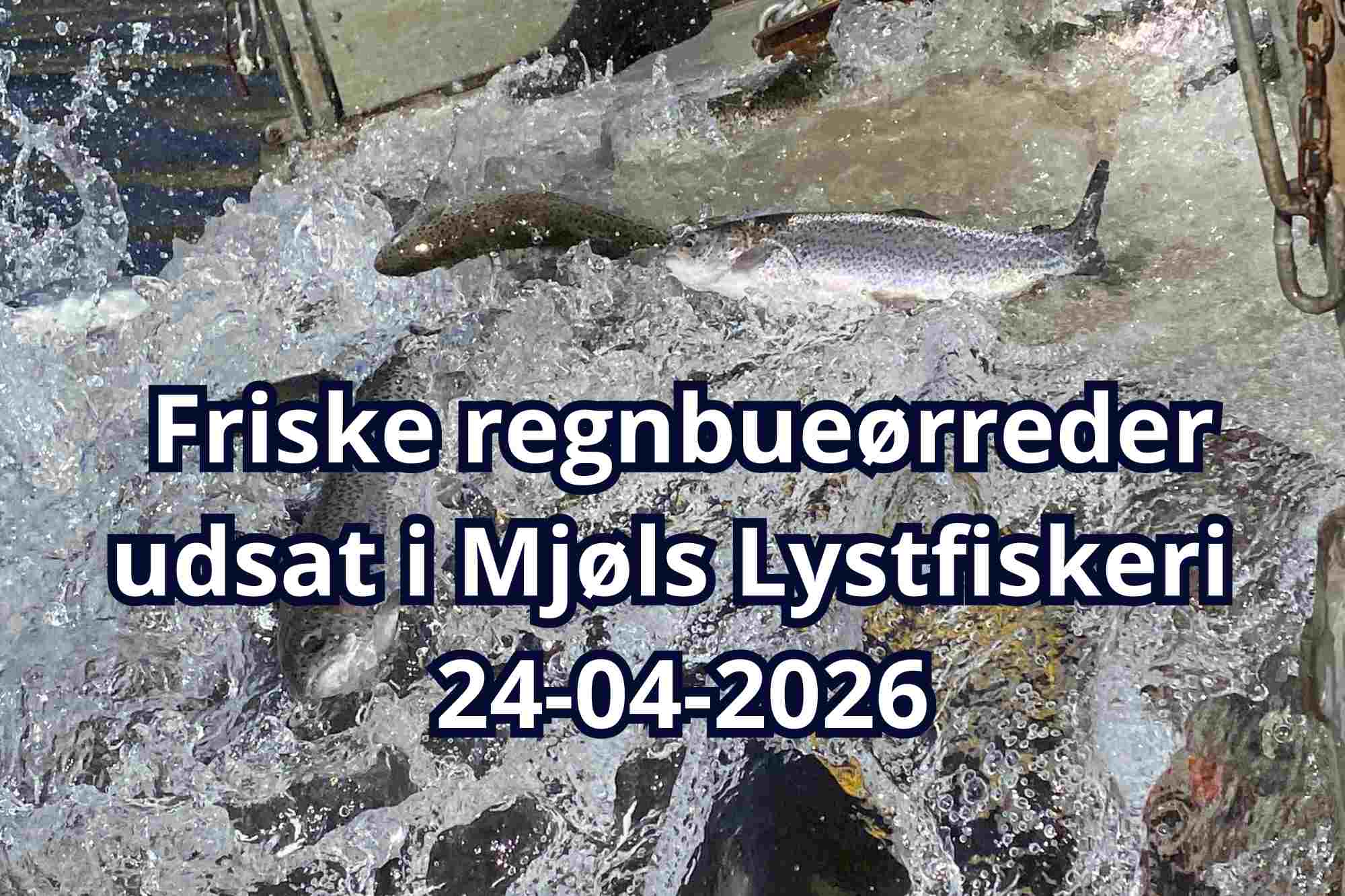 Friske regnbueørreder udsat i Mjøls Lystfiskeri Rødekro i dag – Er du klar til hug i weekenden?