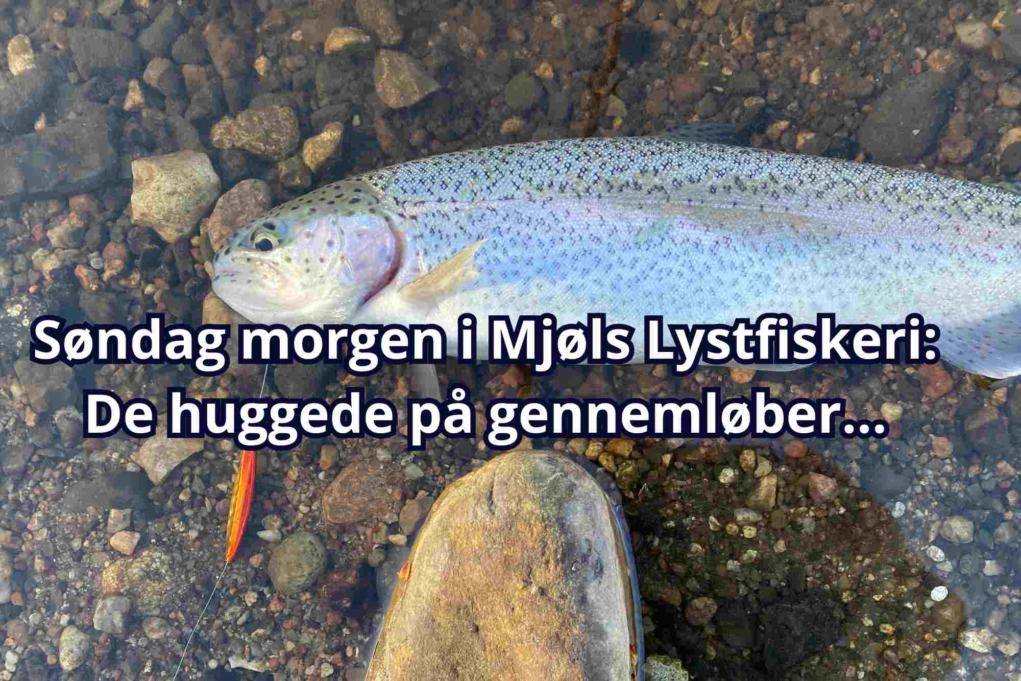 Søndag den 26. april 2026 – De hugger i dag i Mjøls Lystfiskeri Rødekro