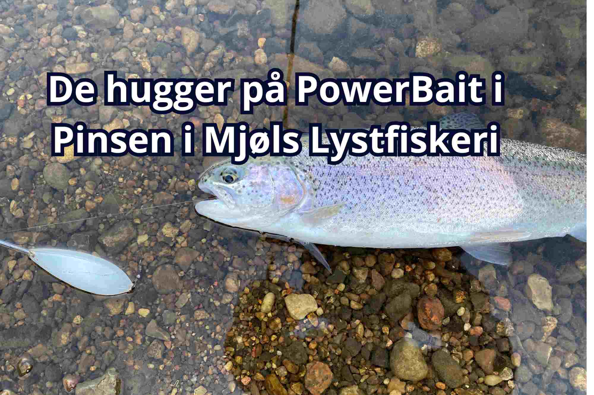 Pinsen 2026: De hugger på PowerBait i Mjøls Lystfiskeri – SE VIDEO