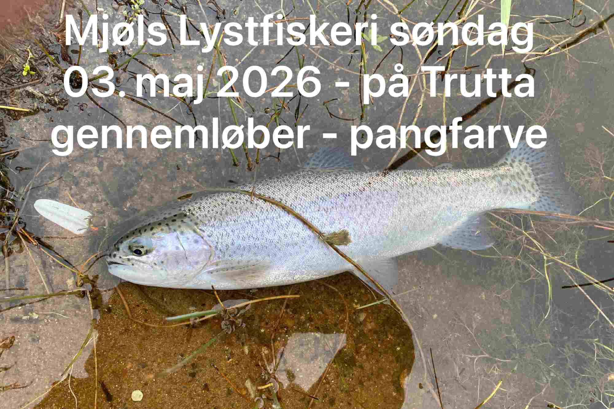Mjøls Lystfiskeri Rødekro: – De hugger på Trutta i pangfarve søndag den 3. maj 2026 – SE VIDEO