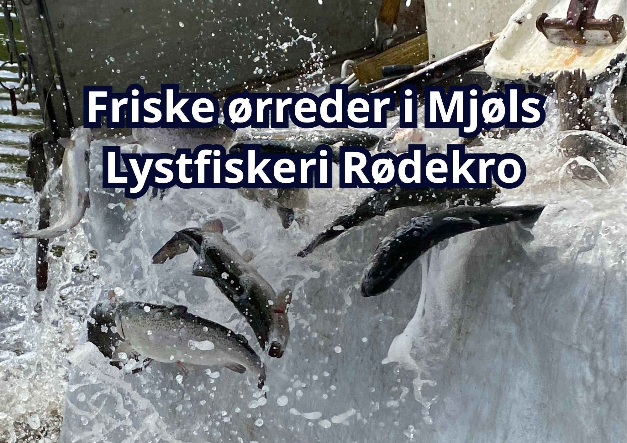 Mjøls Lystfiskeri Rødekro – Friske ørreder i SØ1 i dag torsdag den 18. juni 2026
