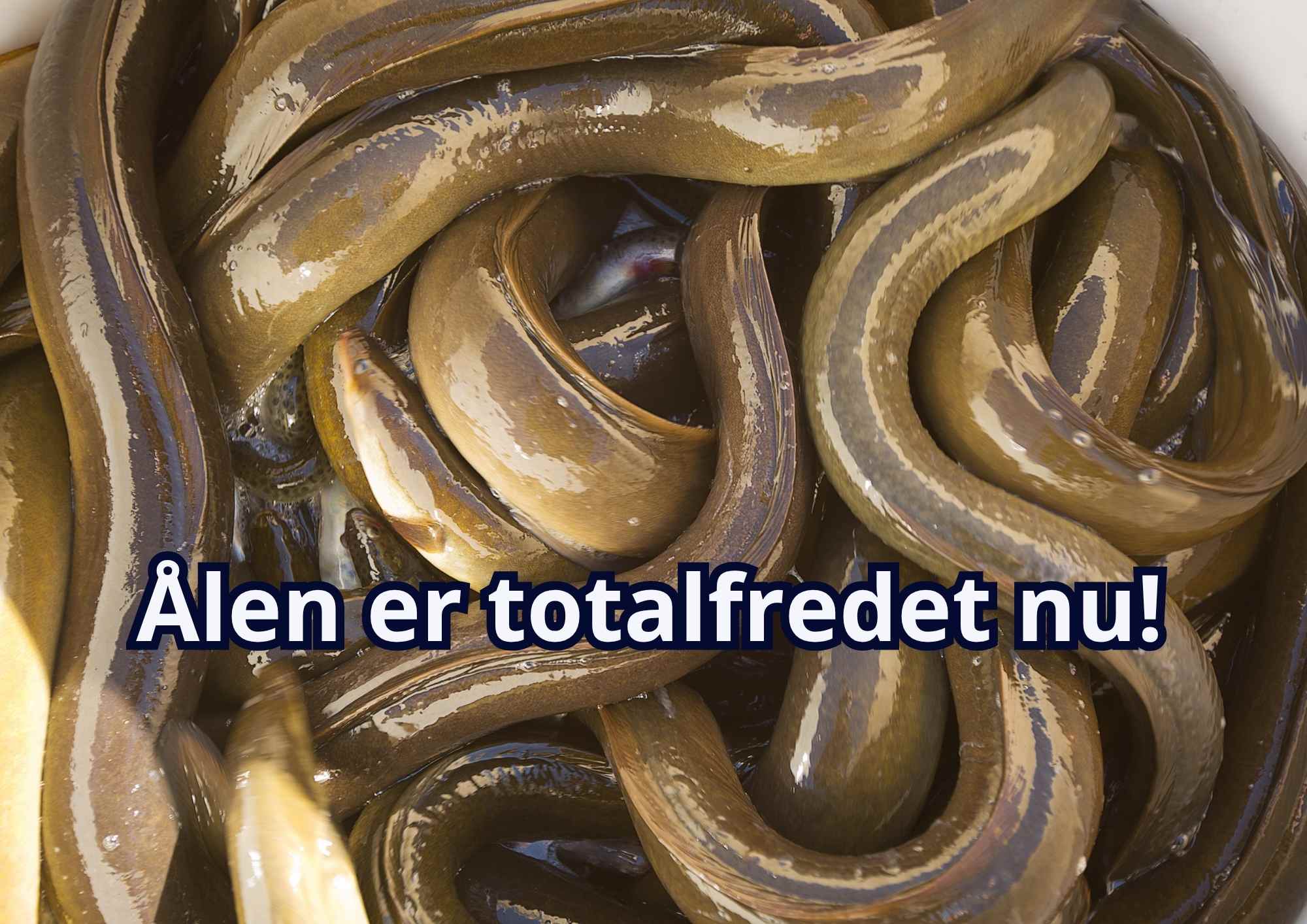 Ålen er totalfredet nu! Det gælder både i saltvand og ferskvand og altså også i Mjøls Lystfiskeri og alle andre P&T-vande…