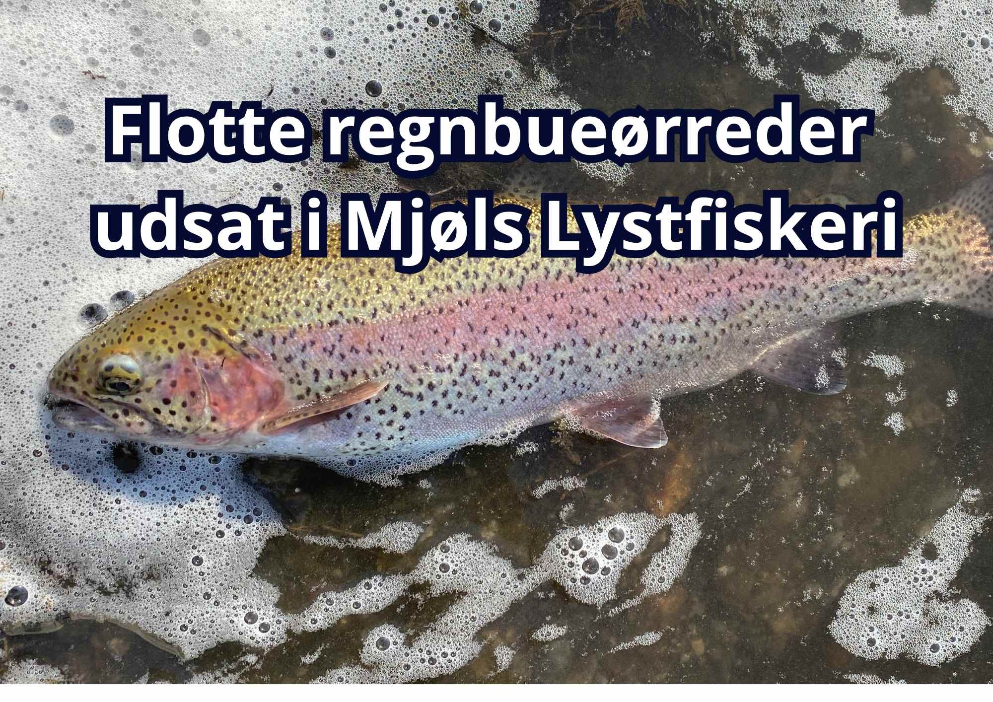 Mjøls Lystfiskeri Rødekro – Fantastisk flotte regnbueørreder udsat i dag… Mjøls Lystfiskeri Rødekro – Fantastisk flotte regnbueørreder udsat i dag…